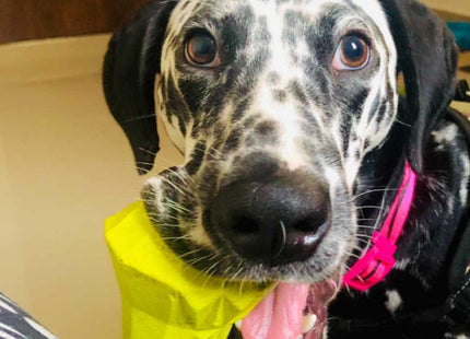 Juguete para perro Zeedog Fruitz pera