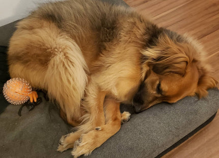 Cama cucha para perro Zee Bed Zee.Dog