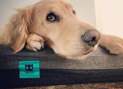 Cama cucha para perro Zee Bed Zee.Dog