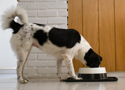 Zee mat bandeja para apoyar plato comida o agua
