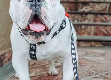 Arnés H para perro Zeedog Skull