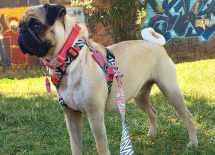 Arnés H para perro Zeedog Mahalo