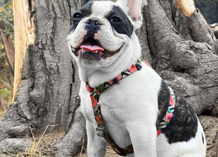 Arnés H para perro Zeedog Mahalo