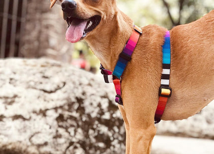 Arnés H para perro Zeedog Prisma