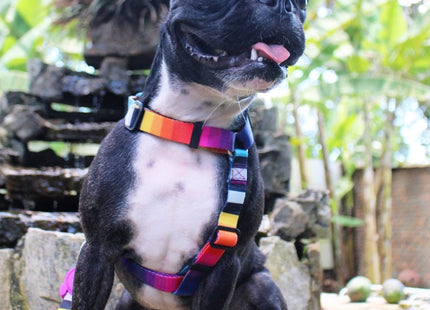 Arnés H para perro Zeedog Prisma