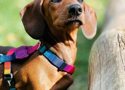 Arnés H para perro Zeedog Prisma