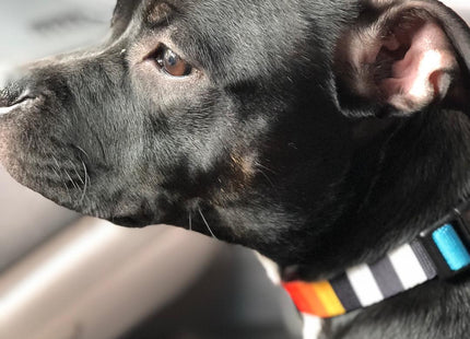 Arnés H para perro Zeedog Prisma