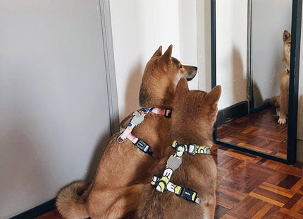 Arnés H para perro Zeedog Smash