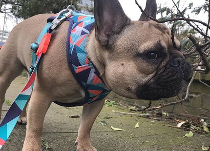 Pechera malla para perro Zeedog Ella
