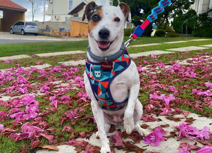 Pechera malla para perro Zeedog Ella