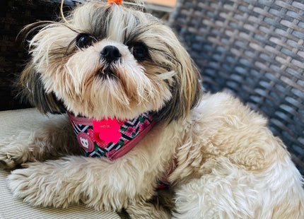 Pechera malla para perro Zeedog Mahalo