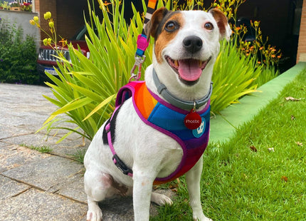 Pechera Mesh Malla para perro Zeedog Prisma
