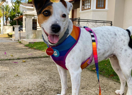 Pechera Mesh Malla para perro Zeedog Prisma