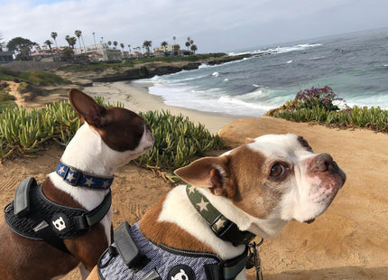 Arnés Pechera Zee.dog FlyHarness Urban