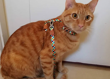 Collar para gato Zeecat Lola