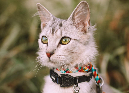 Collar para gato Zeecat Lola