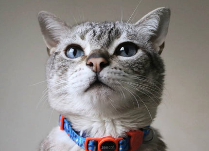Collar Para Gato Zeecat Fritz