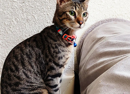 Collar Para Gato Zeecat Fritz