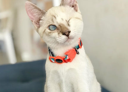 Collar para gato Zeecat Ella