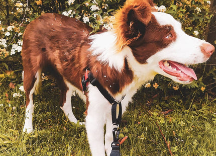 Arnés especial soft walk anti tiro Zeedog fatboy