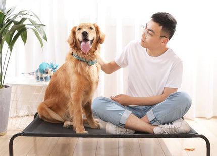 Cama Cucha Catre Elevada Perro Mascotas