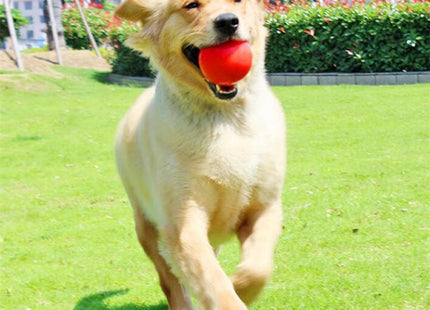 Juguete Pelota Maciza De Goma Para Perro
