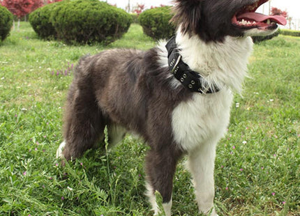 Collar Para Perro Reforzado Mediano Y Grande
