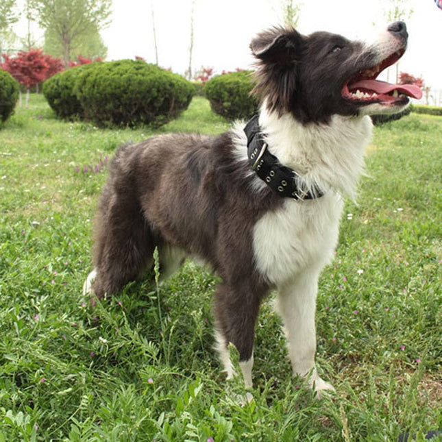 Collar Para Perro Reforzado Mediano Y Grande