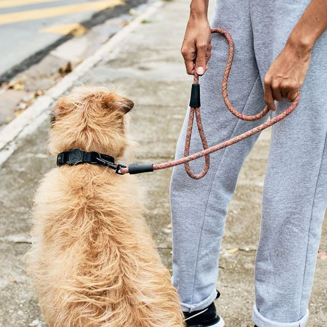 Correa de entrenamiento para perro Zeedog vortex