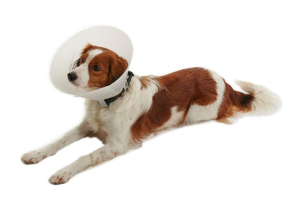 Collar isabelino para perro o gato tamaño regulable