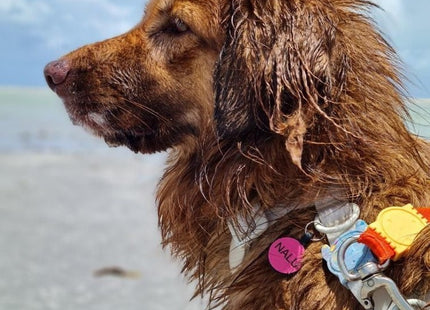 Chapita Identificatoria Redonda De Silicona Para Mascotas