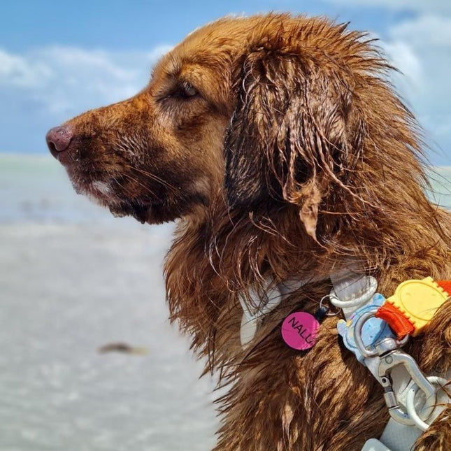 Chapita Identificatoria Redonda De Silicona Para Mascotas