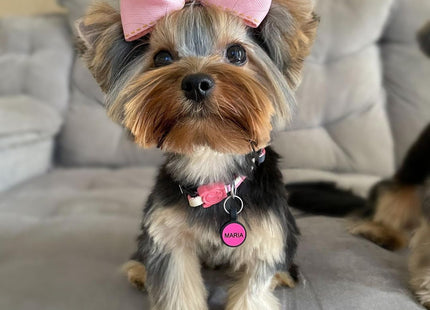 Chapita Identificatoria Redonda De Silicona Para Mascotas