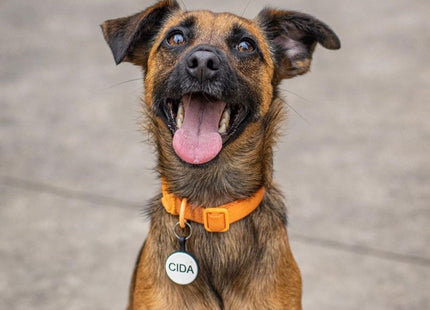Chapita Identificatoria Redonda De Silicona Para Mascotas