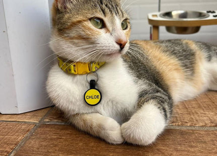 Chapita Identificatoria Redonda De Silicona Para Mascotas