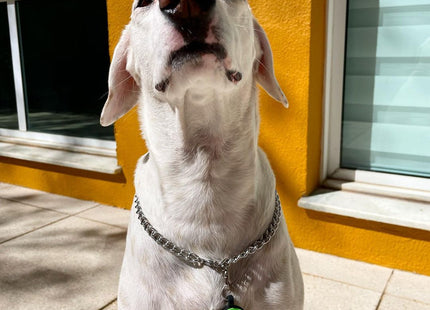 Chapita Identificatoria Redonda De Silicona Para Mascotas