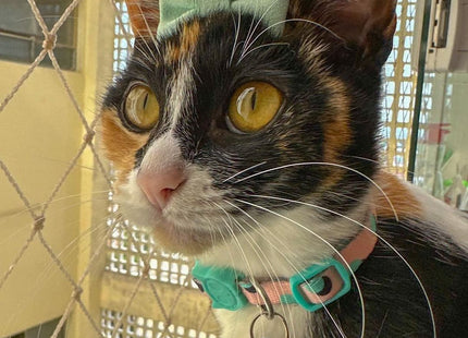 Chapita Identificatoria Redonda De Silicona Para Mascotas