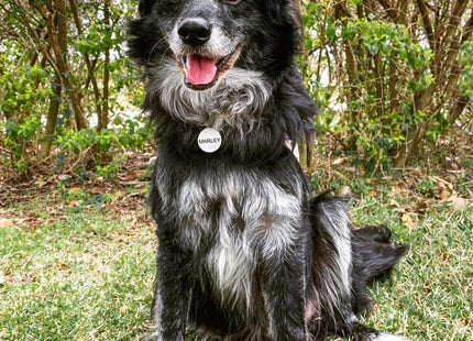 Chapita Identificatoria Redonda De Silicona Para Mascotas