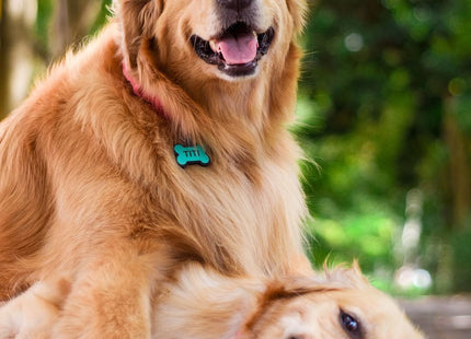 Chapita Identificatoria Hueso De Silicona Para Mascotas