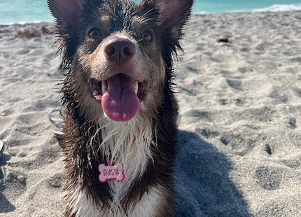 Chapita Identificatoria Hueso De Silicona Para Mascotas