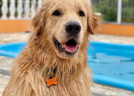Chapita Identificatoria Hueso De Silicona Para Mascotas