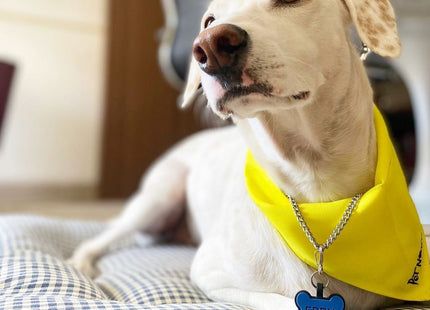 Chapita Identificatoria Hueso De Silicona Para Mascotas