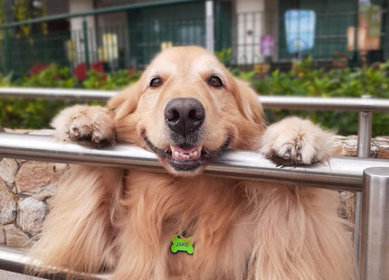 Chapita Identificatoria Hueso De Silicona Para Mascotas
