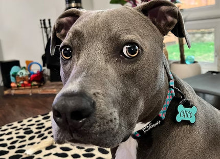 Chapita Identificatoria Hueso De Silicona Para Mascotas