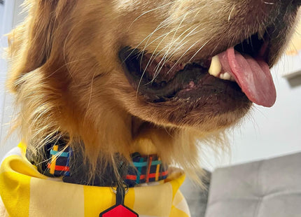 Chapita Identificatoria Hexagono De Silicona Para Mascotas