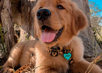 Chapita Identificatoria Corazón De Silicona Para Mascotas