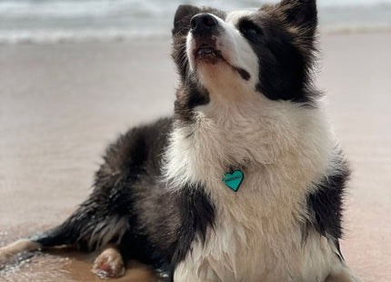 Chapita Identificatoria Corazón De Silicona Para Mascotas