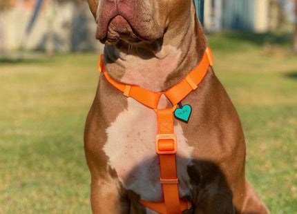Chapita Identificatoria Corazón De Silicona Para Mascotas