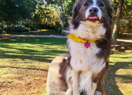 Chapita Identificatoria Corazón De Silicona Para Mascotas