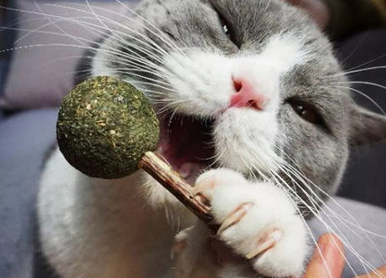 Juguete Para Gato Palito Snack De Hierba Gatera